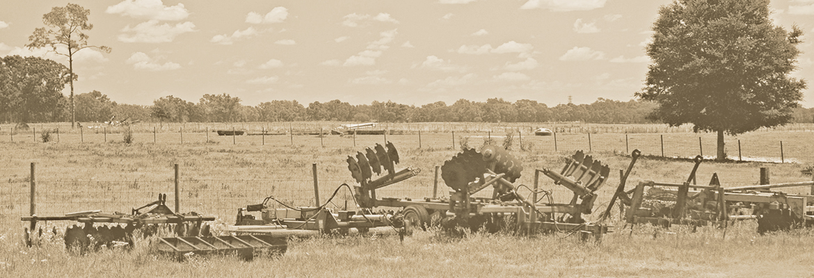 dairy cows for sale in Withee, WI