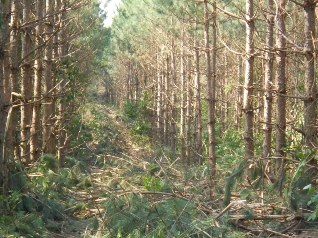   Red Pine Row Thinning 