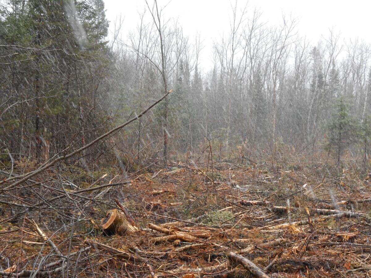  Aspen Clearcut 