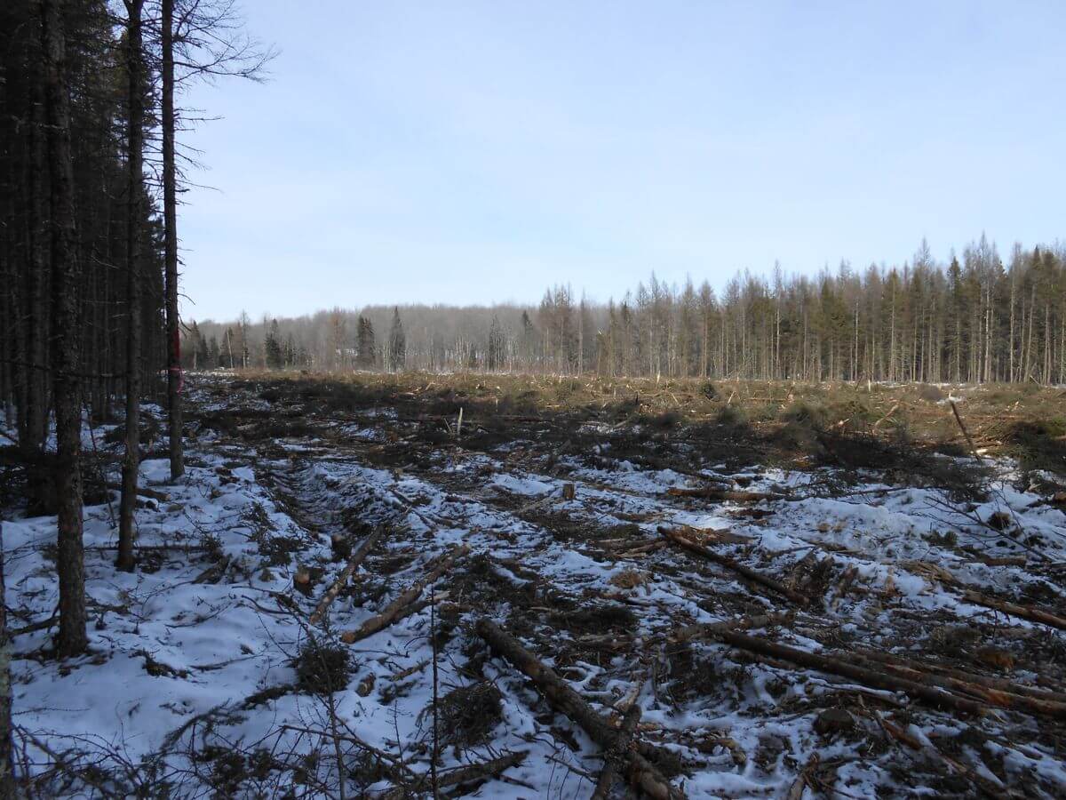 Tamarack Strip Clearcut 