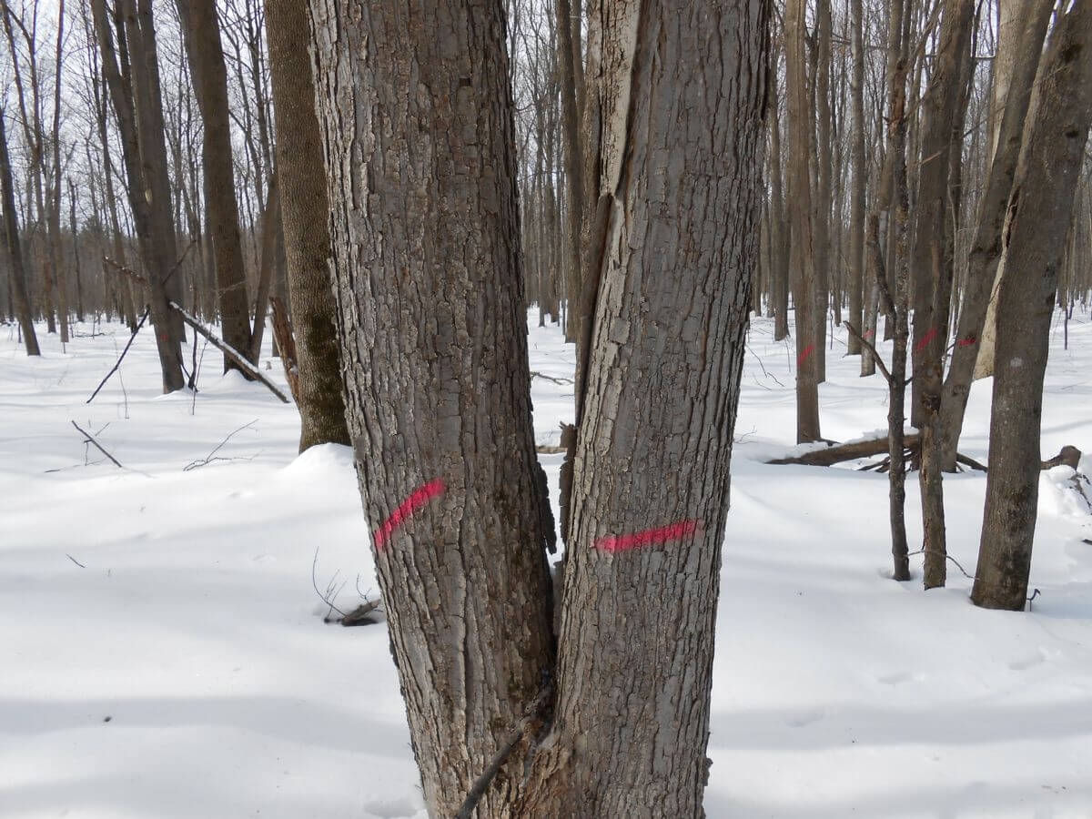 Trees Marked for Harvest