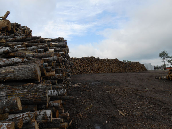Standing Timber Inventory
