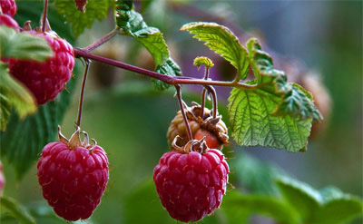 fresh raspberries in Chippewa Falls, WI