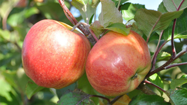 apple orchard in Chippewa Falls, WI