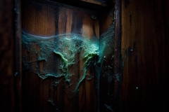 Dealing with Closet Mold: Causes, Cleanup, and Prevention