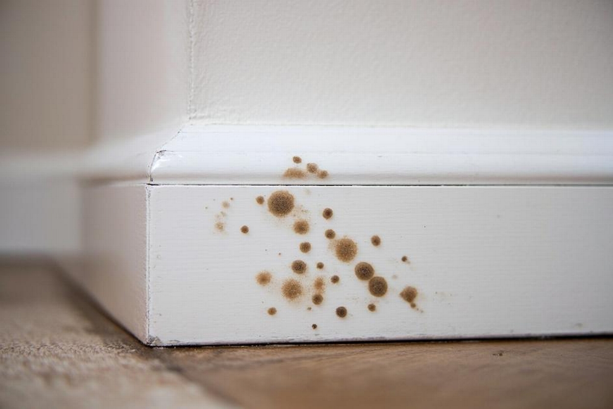 Brown Spots on Baseboards and Moisture Issues
