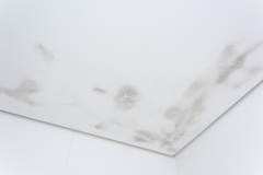 Mold Spots on Ceiling: Signs of Moisture Problems
