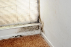 How Long Does It Take for Mold to Form After a Leak?