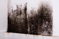 Fire Damage and Mold: What You Need to Know