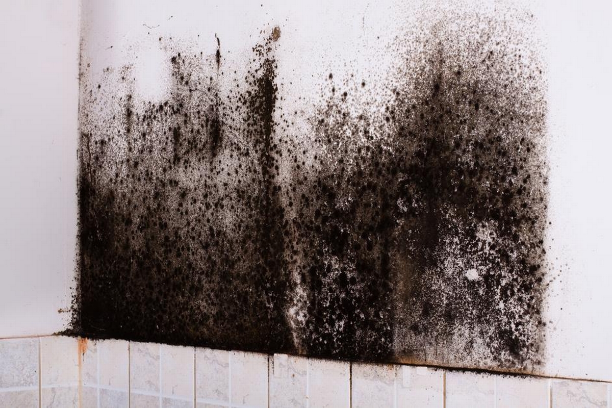 Fire Damage and Mold: What You Need to Know