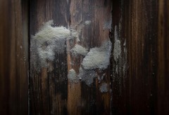 Mold Types on Wood and How to Identify Them