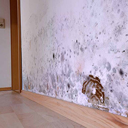 Mold Remediation in Eau Claire, WI