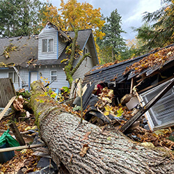Fallen Tree Removal/Cleanup in Eau Claire, WI