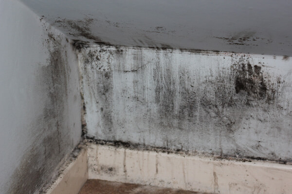 mold removal in Eau Claire, WI