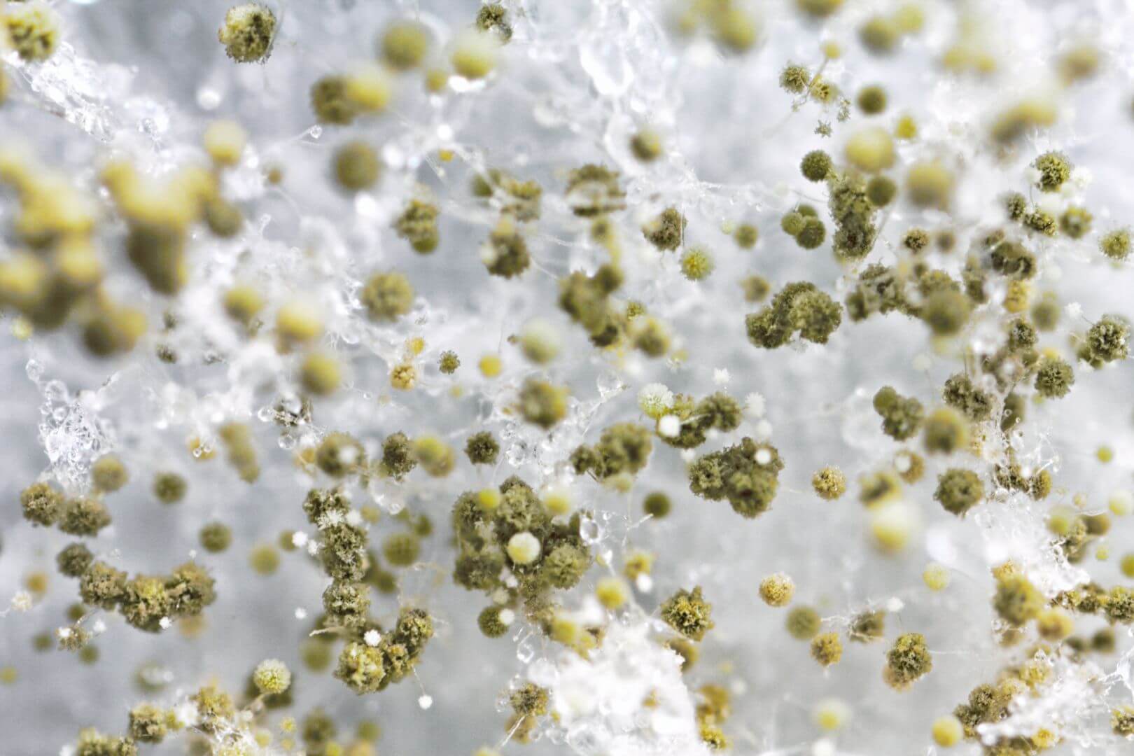 mold removal in Eau Claire, WI