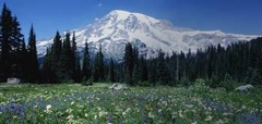 5 Ways you can help protect the planet